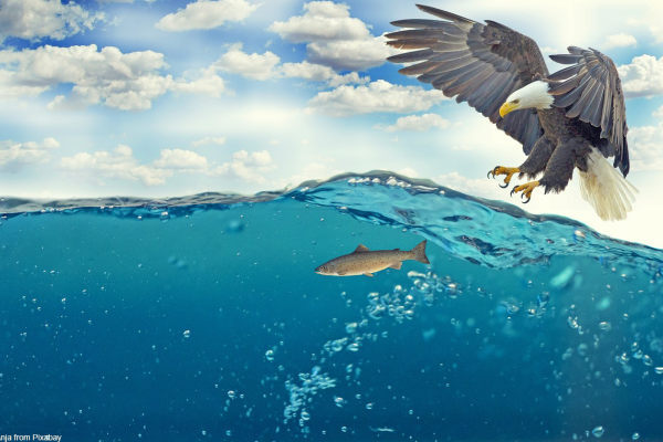 white-tailed-eagle-2015098_1280.png